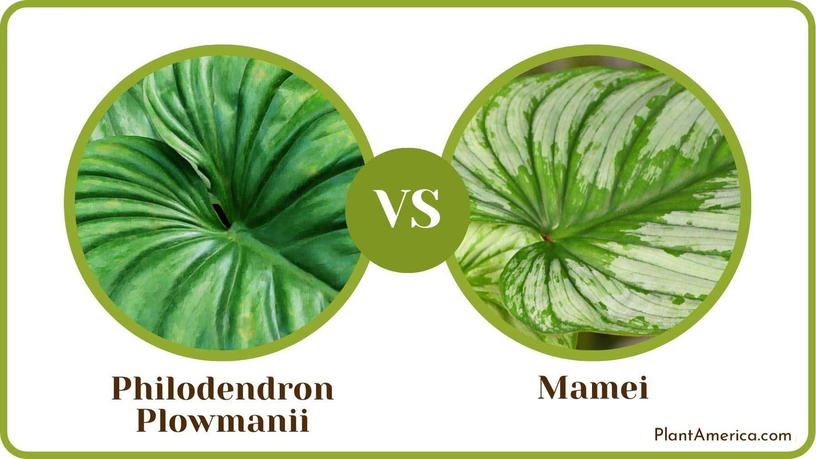 Philodendron Plowmanii Vs Mamei PlantAmerica
