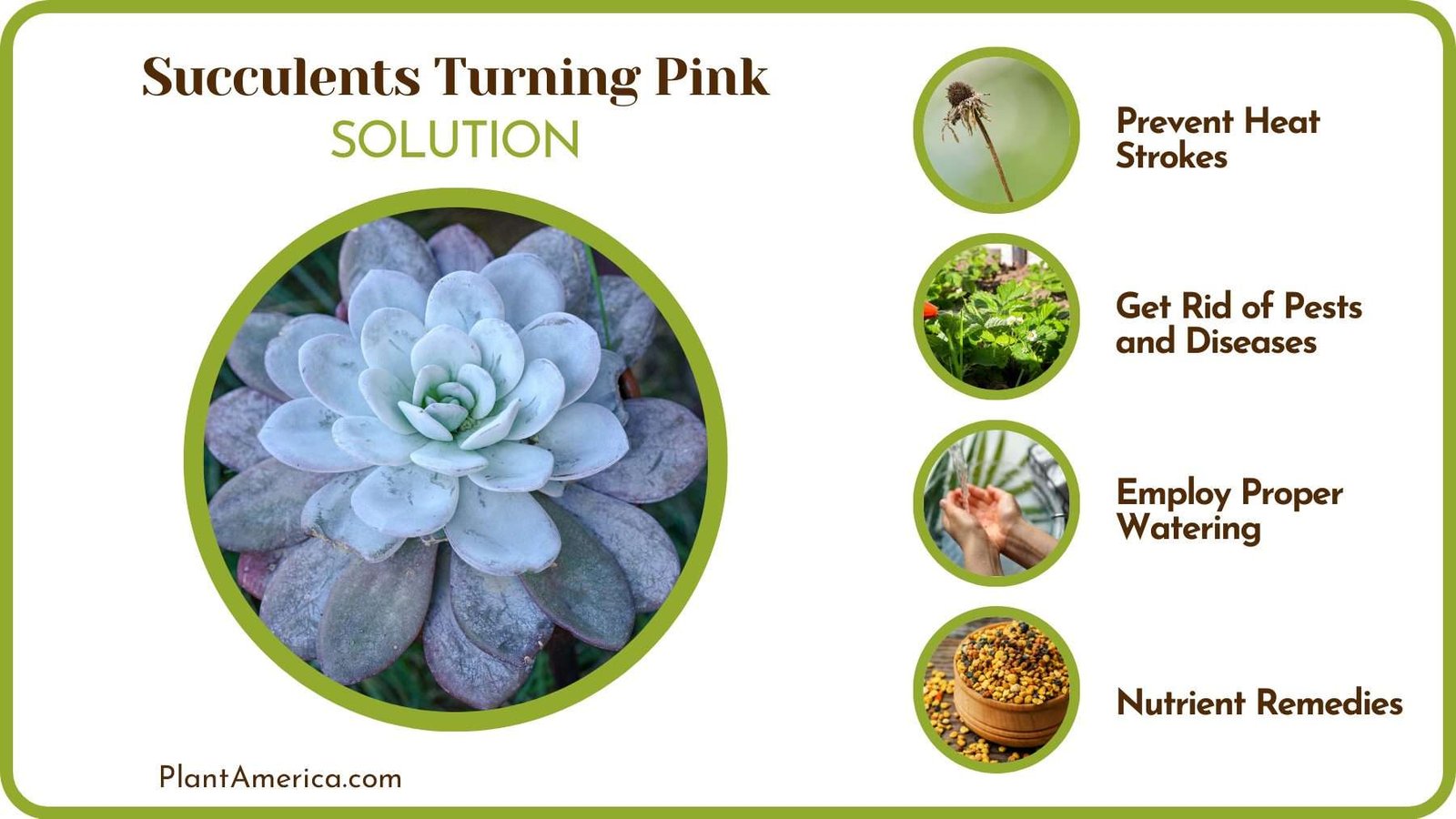 Pink Discoloration in Succulents Plant America