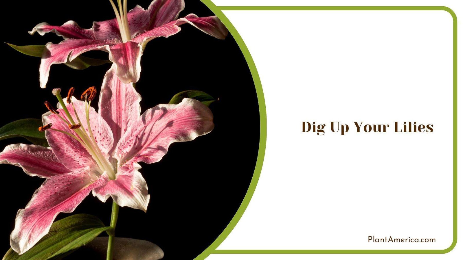 Pink Oriental Lily With Black Background Plant America