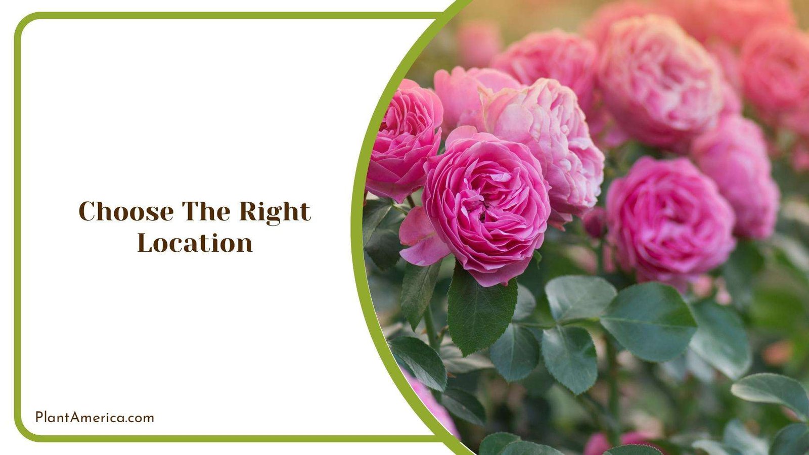 Pink Roses Glowing In Garden Plant America
