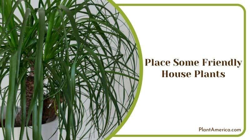 Placing Friendly House Plants PlantAmerica