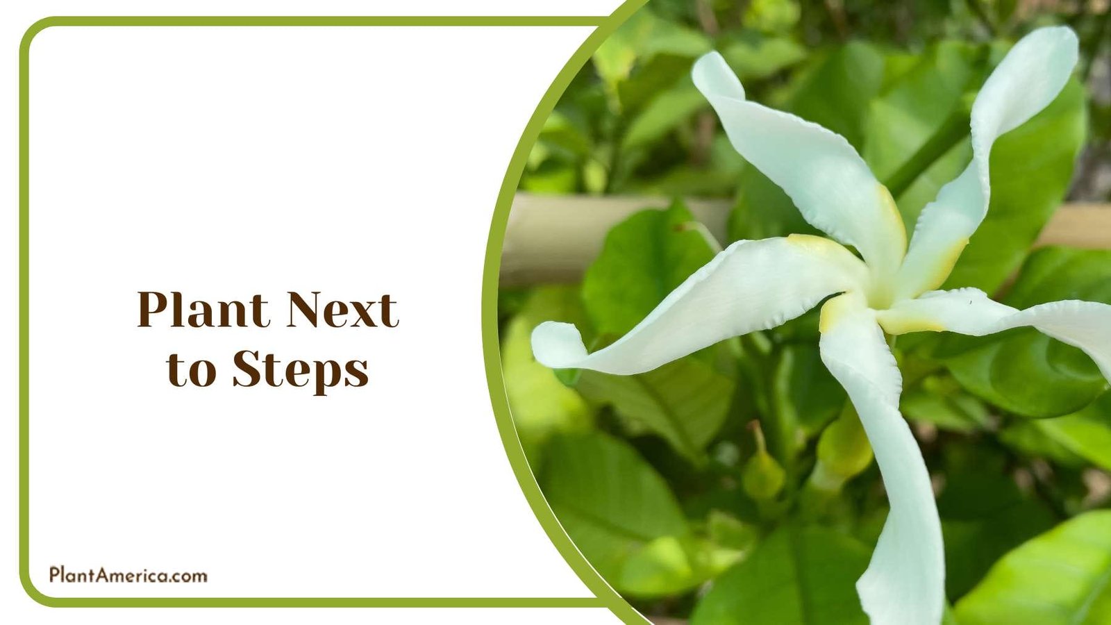 Planting Gardenia Next to Steps Plant America