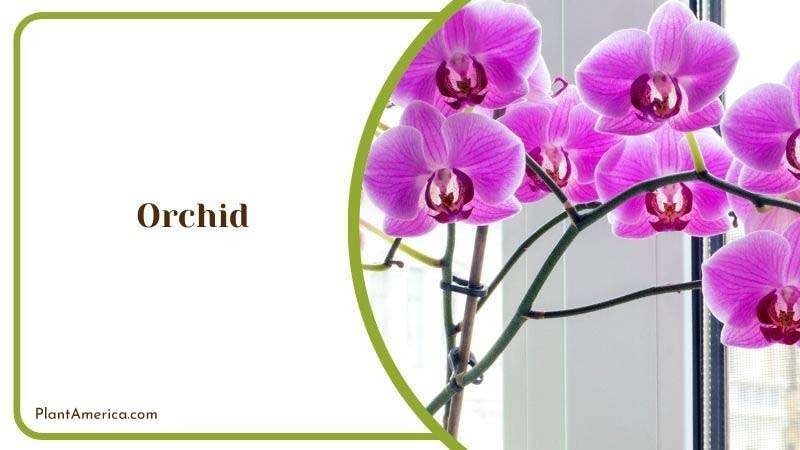 Planting Orchid Indoor Plant America 1