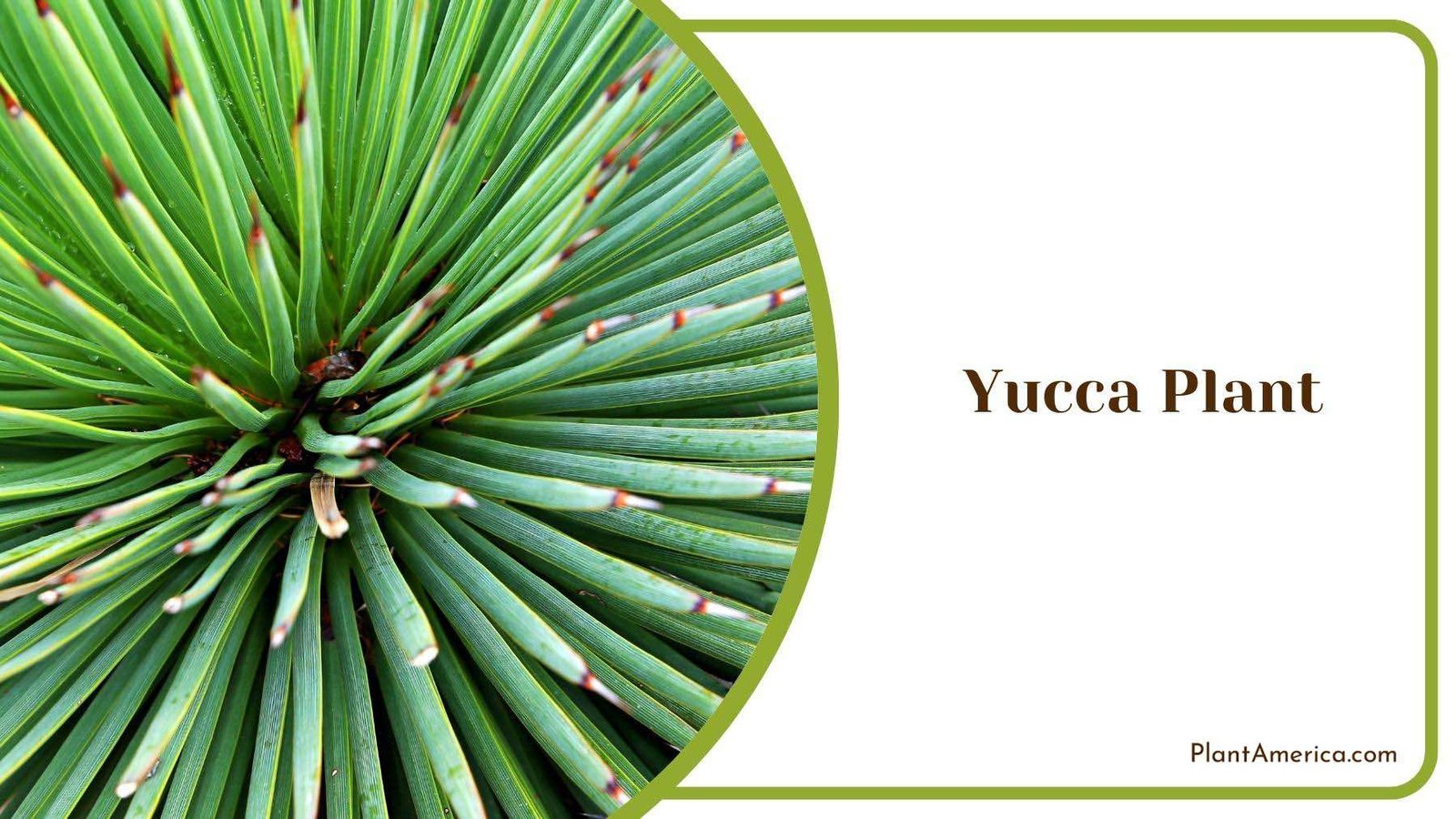 Pointy End Yucca Plant With Red Head Plant America Pointy End Yucca Plant With Red Head Plant America