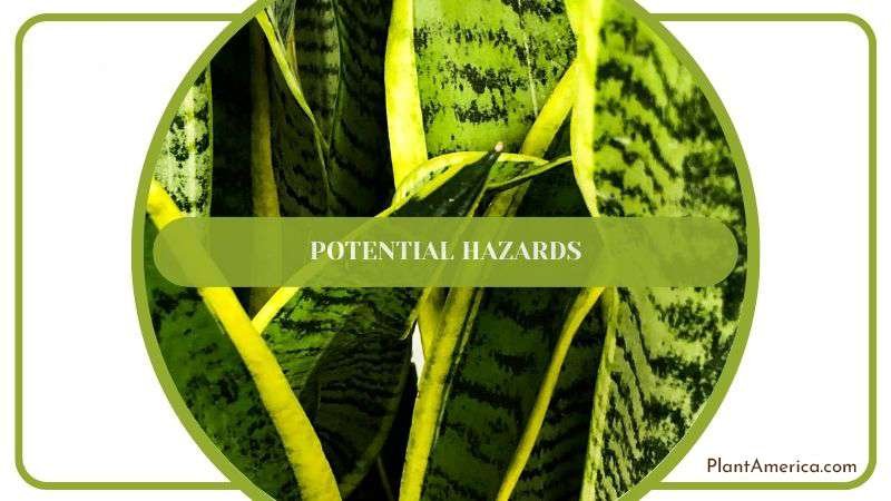 Potential Hazards of Snake Plants PlantAmerica