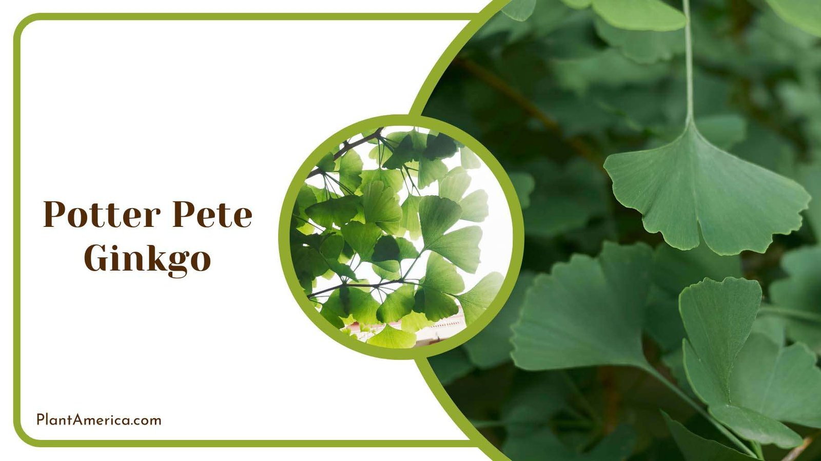 Potter Pete Ginkgo Plant America