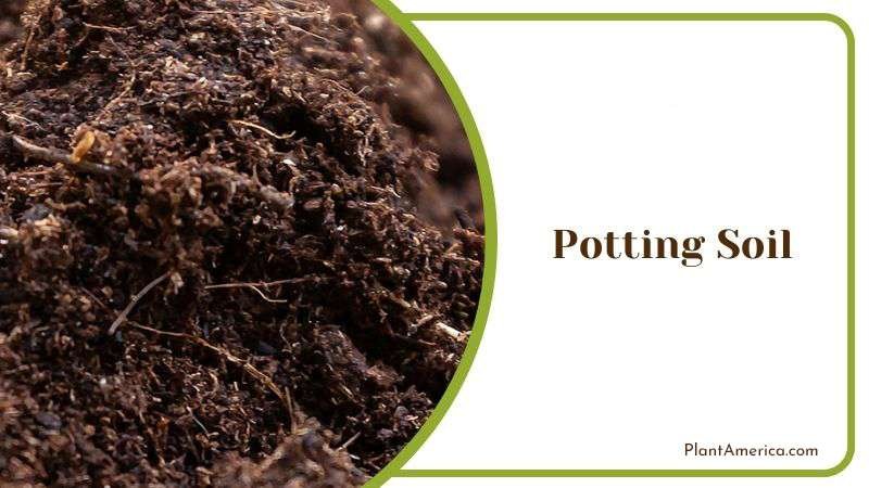 Potting Soil for Aloe Plants Plant America