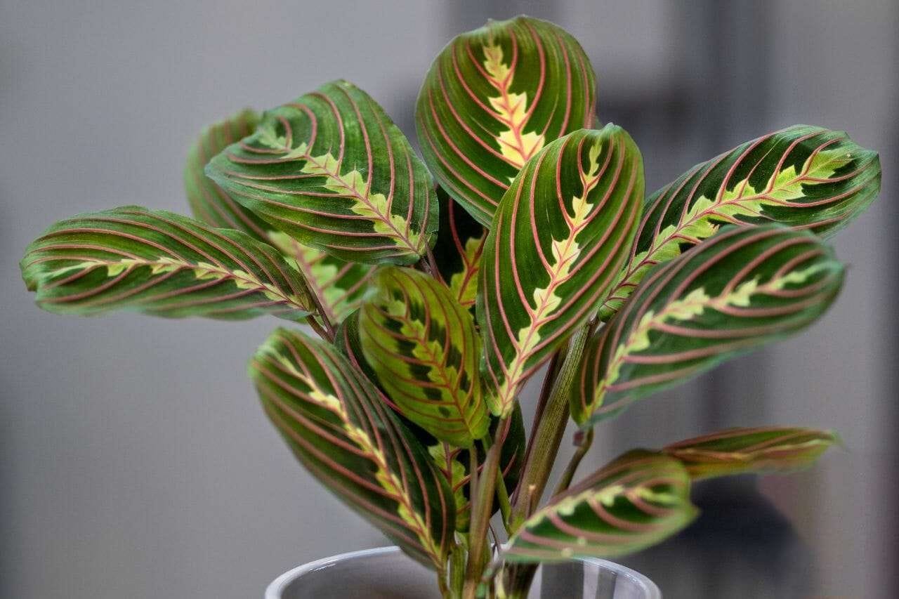 Prayer Plant PlantAmerica