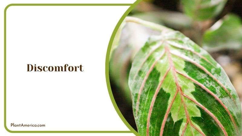 Prayer Plants Cause Discomfort PlantAmerica