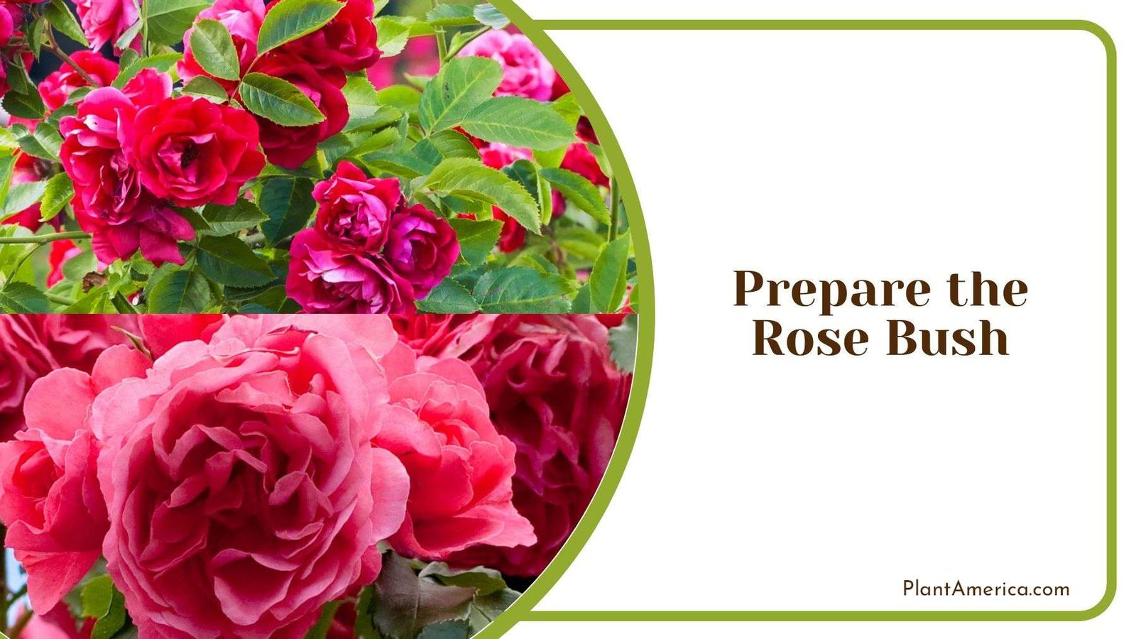 Preparing Rose Bush to Transplant Plant America