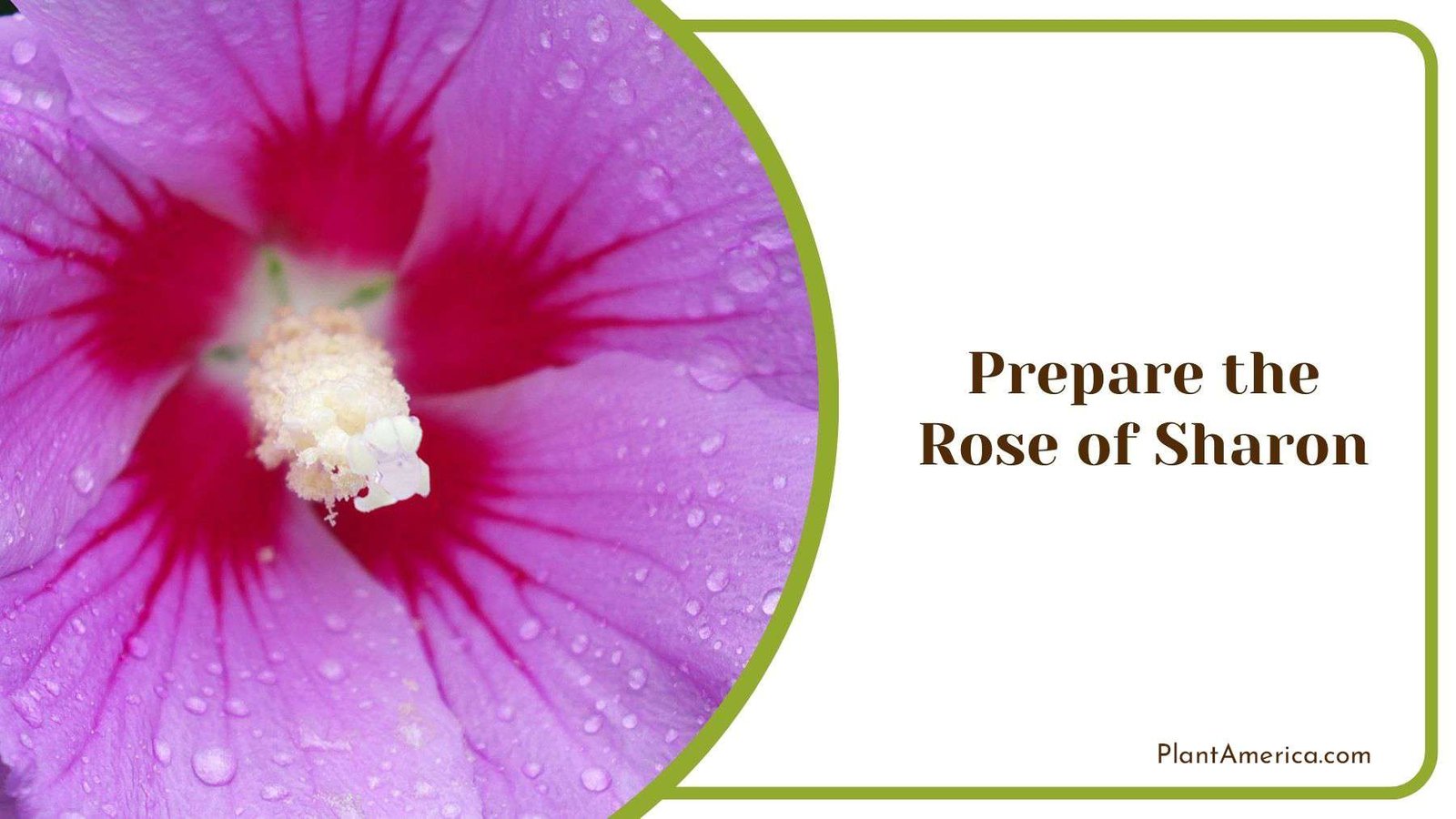 Preparing Rose of Sharon Plant America