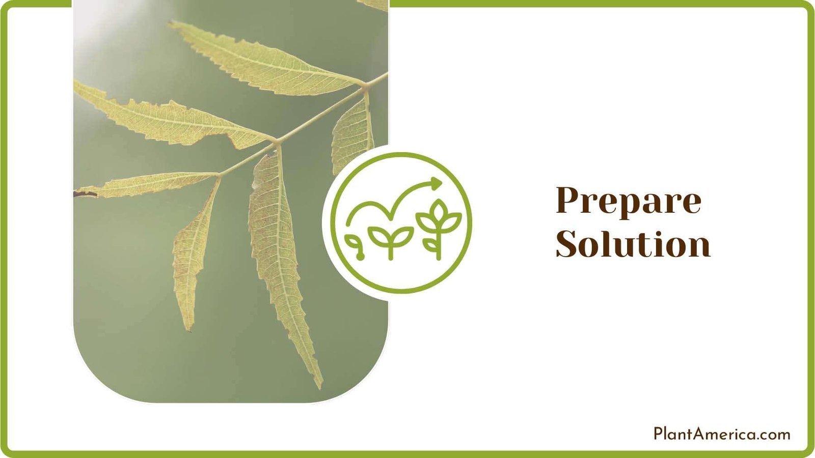 Preparing the Neem Solution Plant America