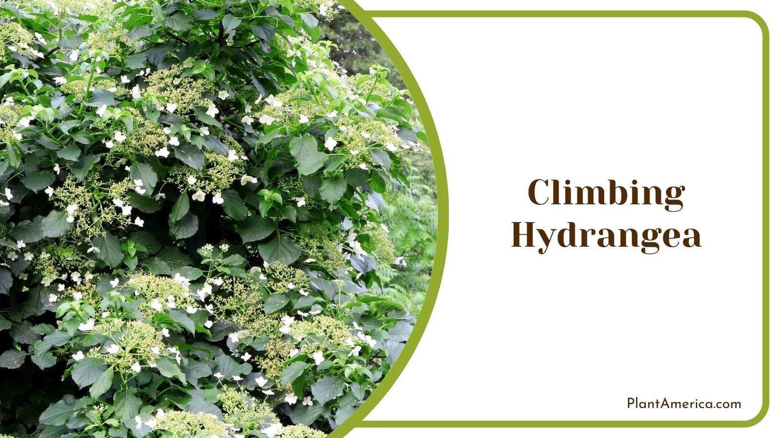 Pretty Climbing Hydrangea Flower Plant America