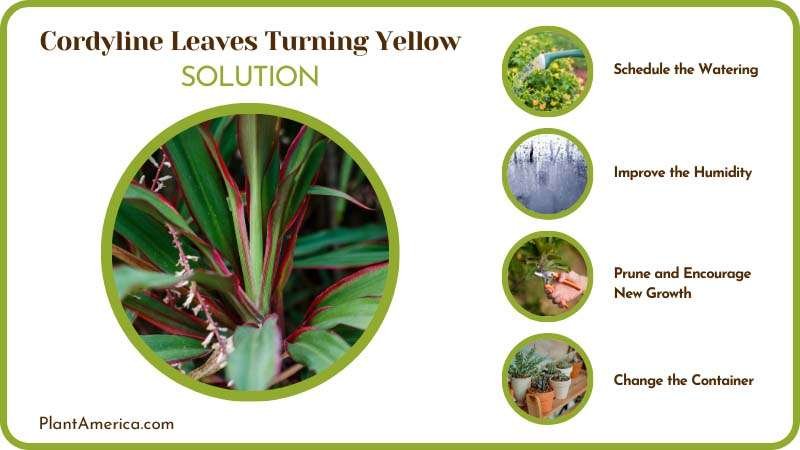 Prevent From Yellow Leaves Plant America