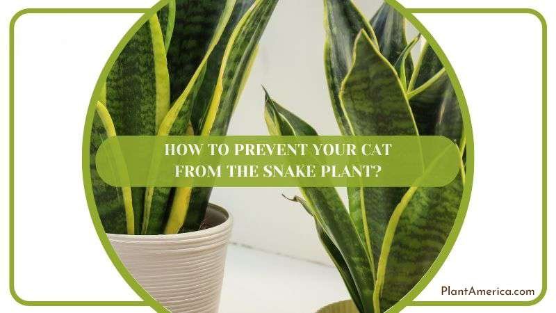 Preventing Cat from the Snake Plant PlantAmerica