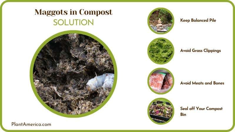 Preventing Maggots in Compost Plant America