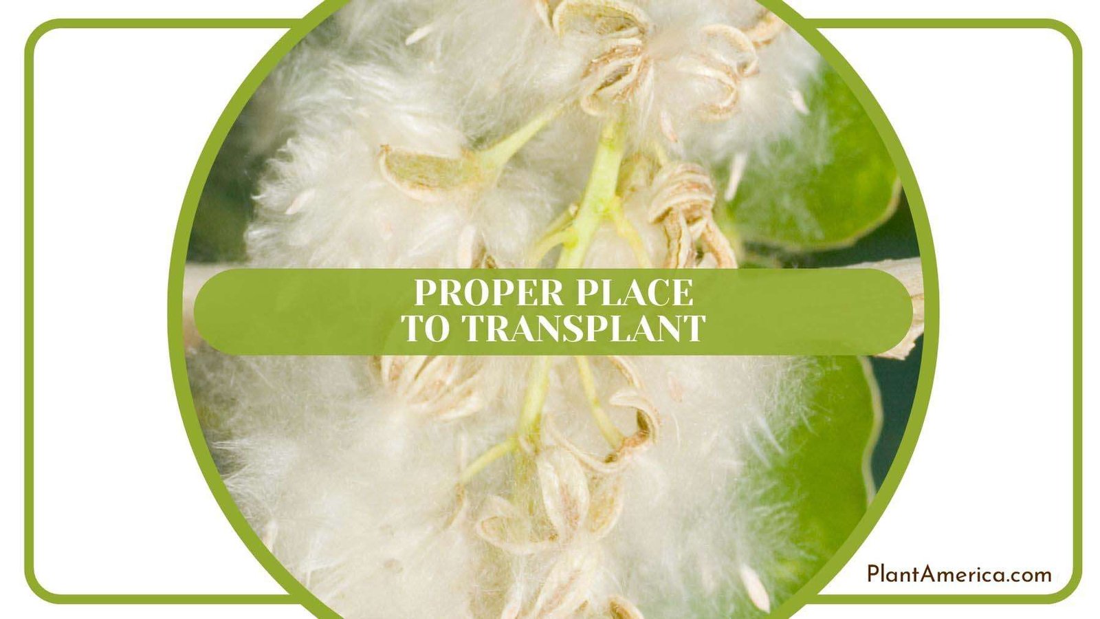 Proper Place for Cottonwood Tree Plant America