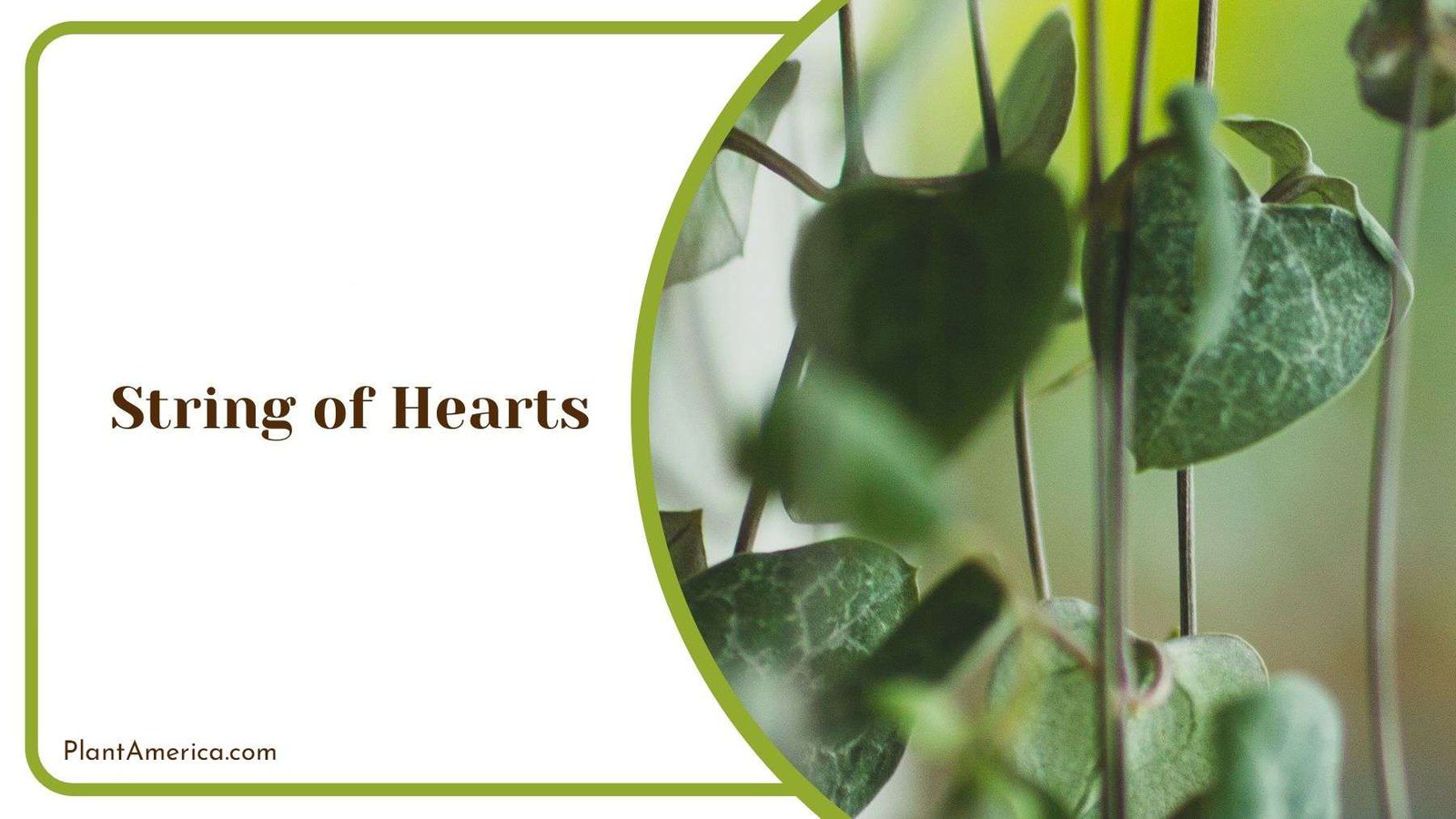 Pros and Cons of String of Hearts Plant America