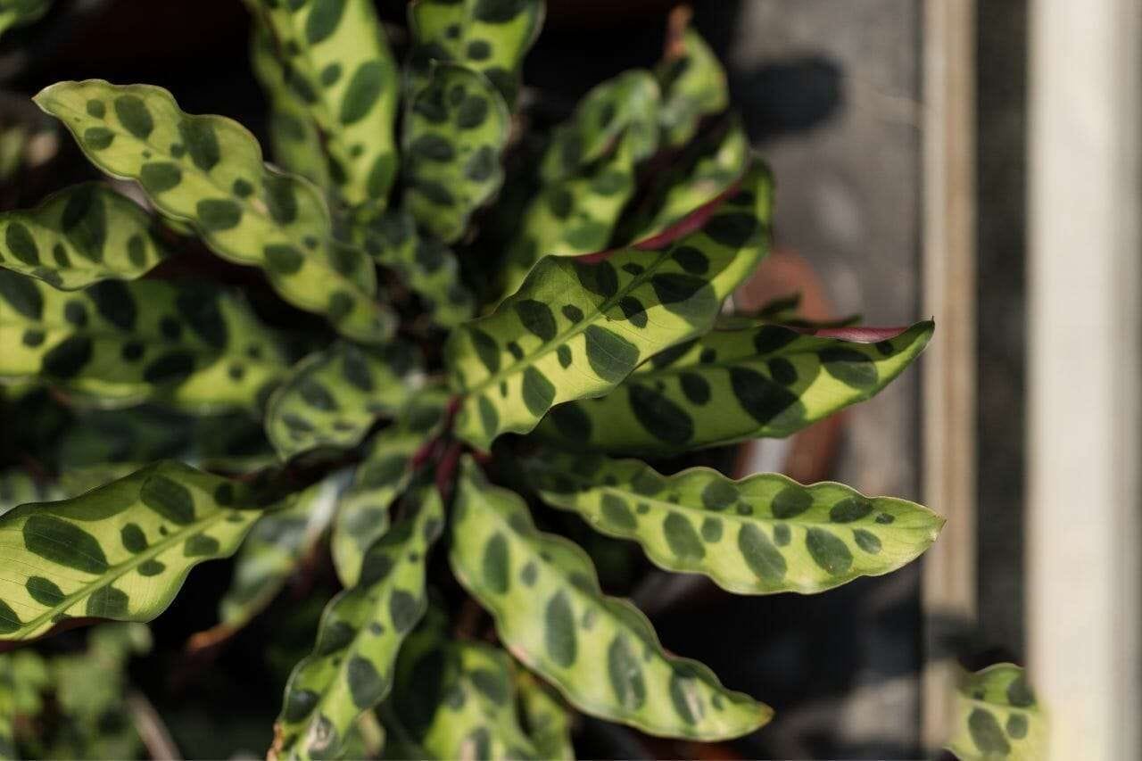 Rattlesnake Plant PlantAmerica