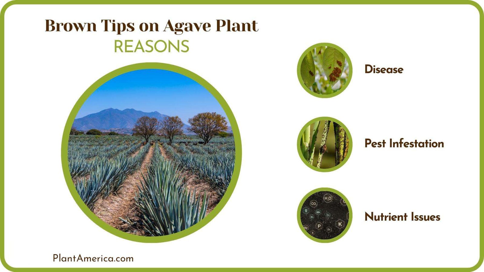 Reasons of Brown Tips on Agave Plant Plant America