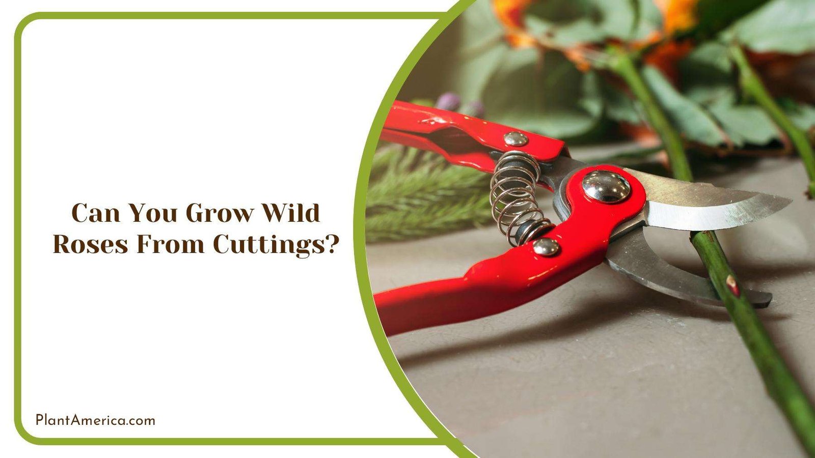 Red Gardening Scissor From a Close Look Plant America