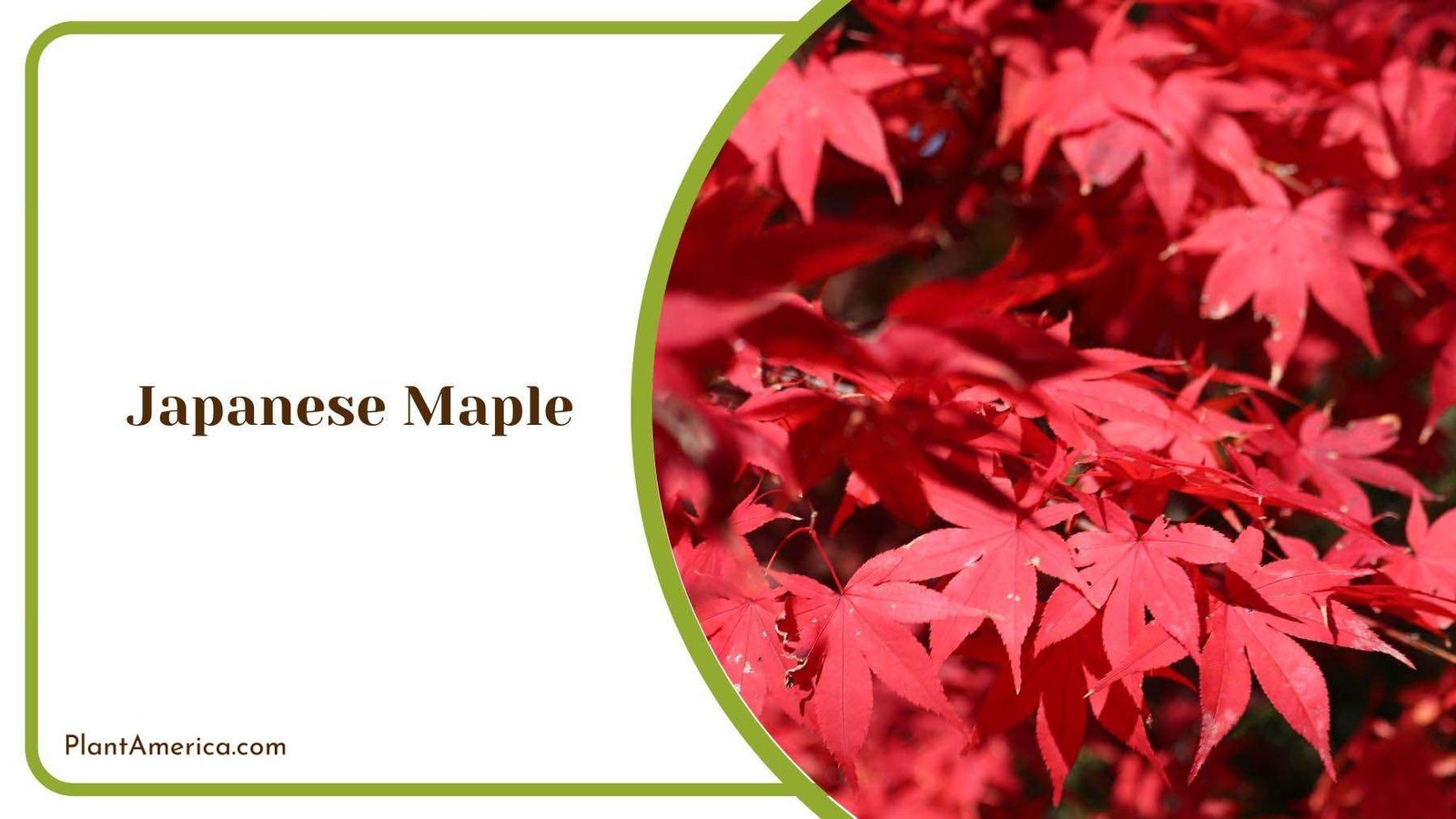 Red Leaves of Japanese Maple Plant America Red Leaves of Japanese Maple Plant America
