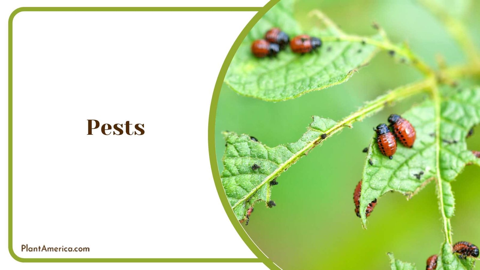 Removing Pests on Wisteria Plant America