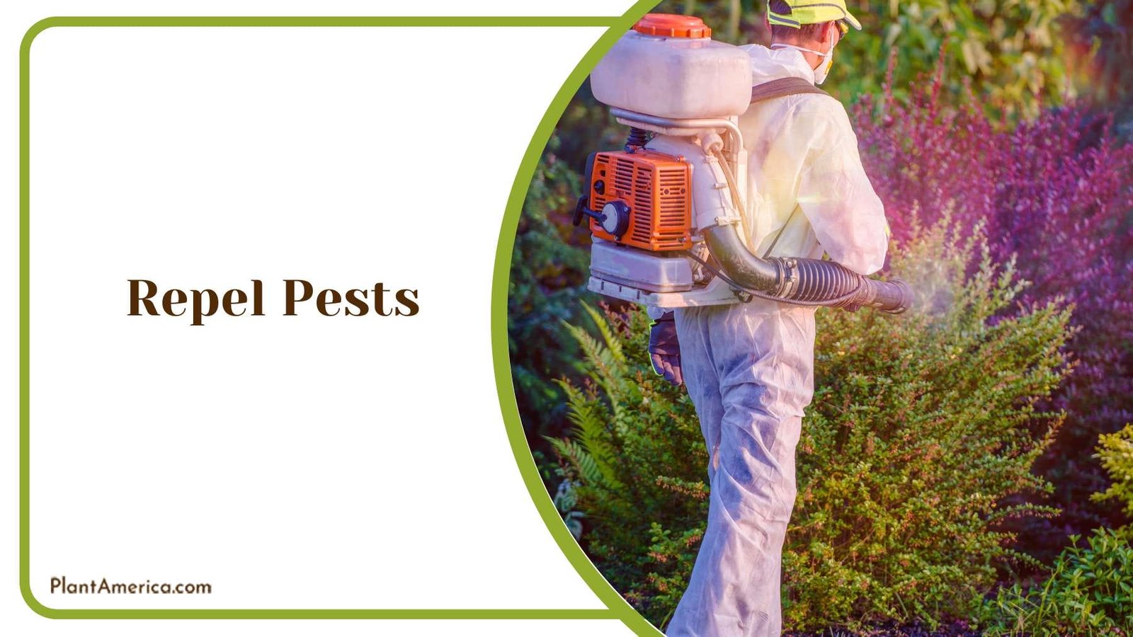 Repeling Pest on Wisteria Plant America