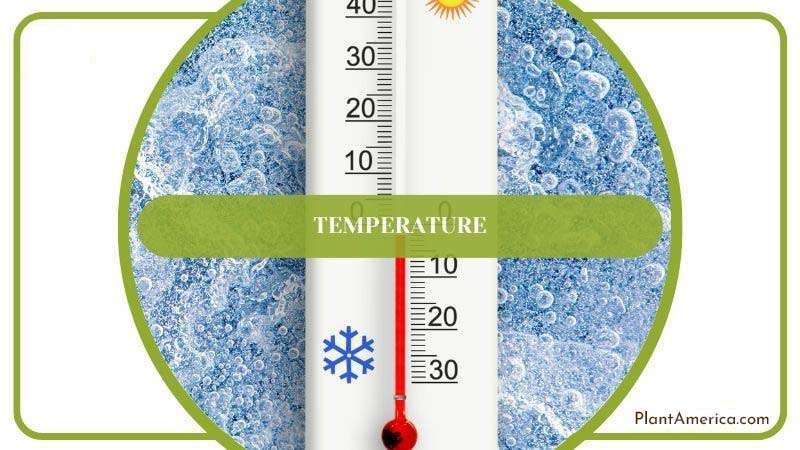 Required Temperature for Cedar PlantAmerica Required Temperature for Cedar PlantAmerica