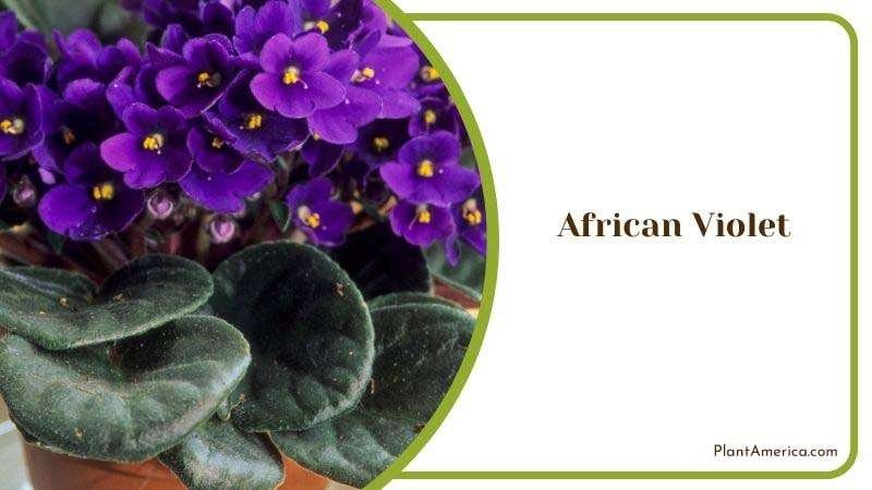 Requirements for African Violet Plant America 1