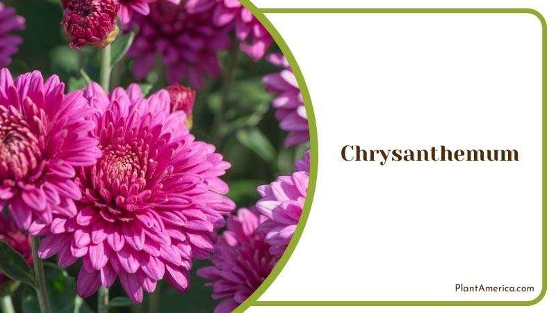 Requirements for Chrysanthemum Plant America 1