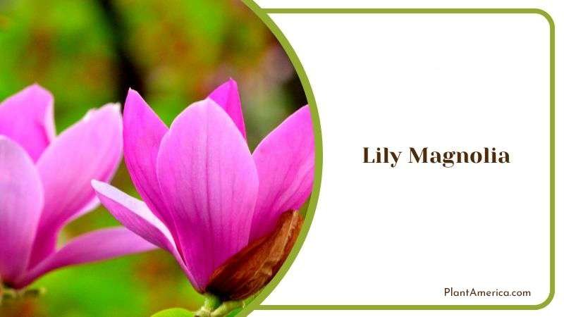 Requirements for Lily Magnolia PlantAmerica