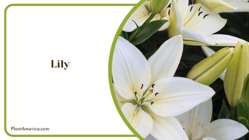 Requirements for Lily Plant America 1