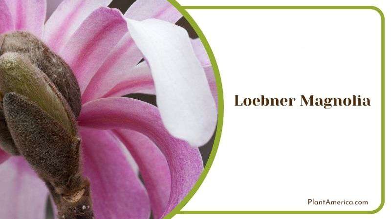 Requirements for Loebner Magnolia PlantAmerica