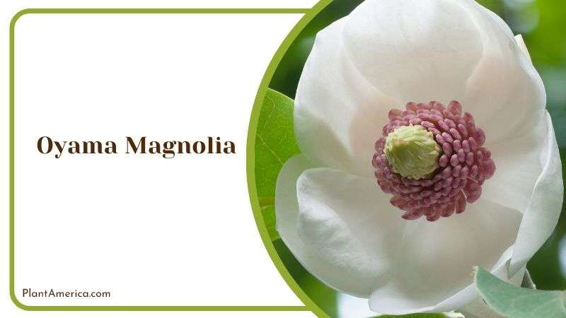 Requirements for Oyama Magnolia PlantAmerica