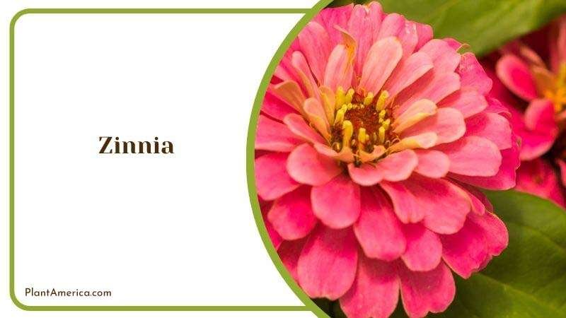 Requirements for Zinnia Plant America 1