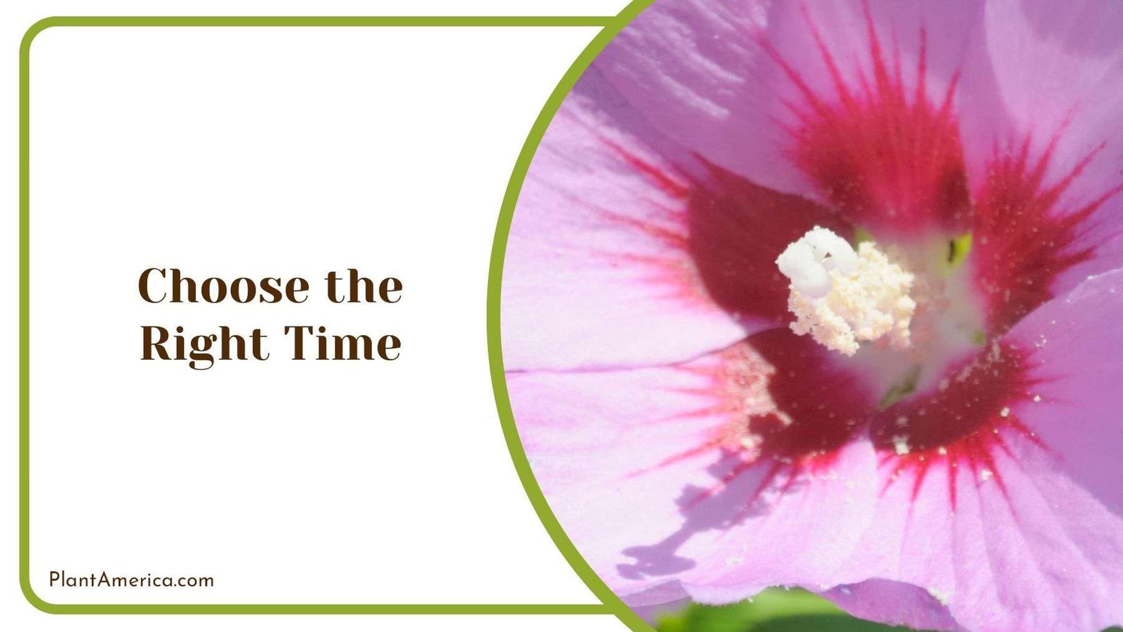 Right Time to Transplant Rose of Sharon Plant America