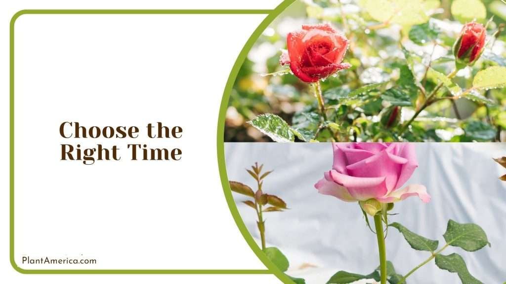 How to Transplant Roses in Summer Best Methods for Success Plant America