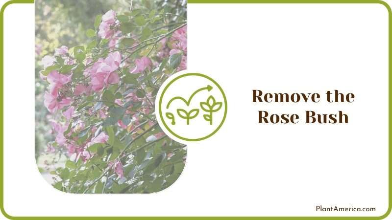 Rose Companion Plants Rose Companion Plants