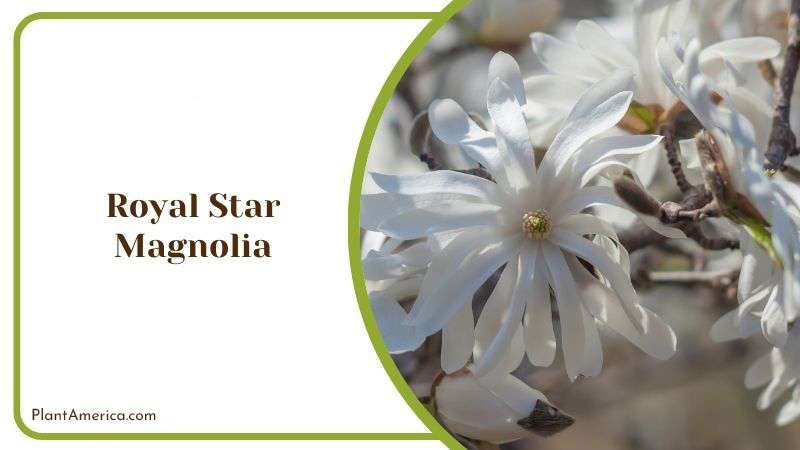 Royal Star Magnolia Care Guide PlantAmerica