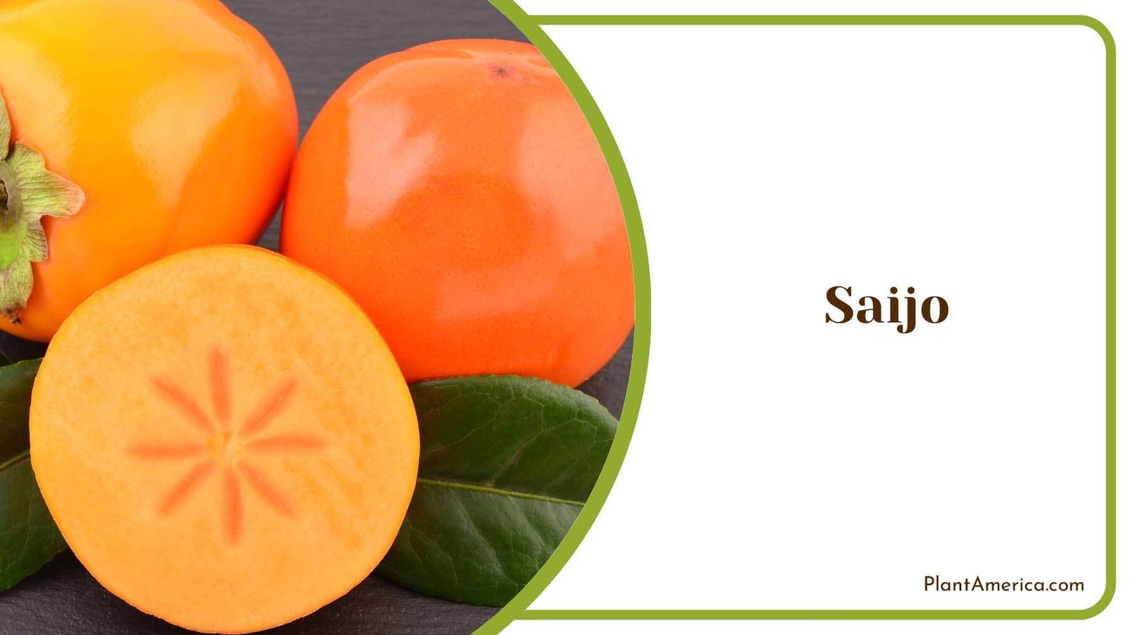 Saijo Inside Star Shaped Plant America