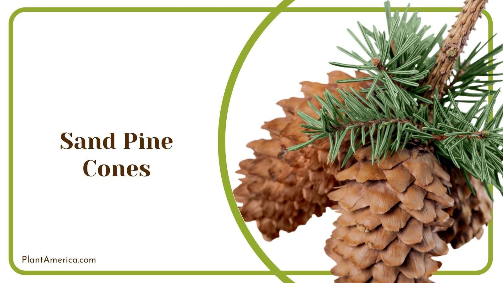Sand Pine Cones Have Needles PlantAmerica
