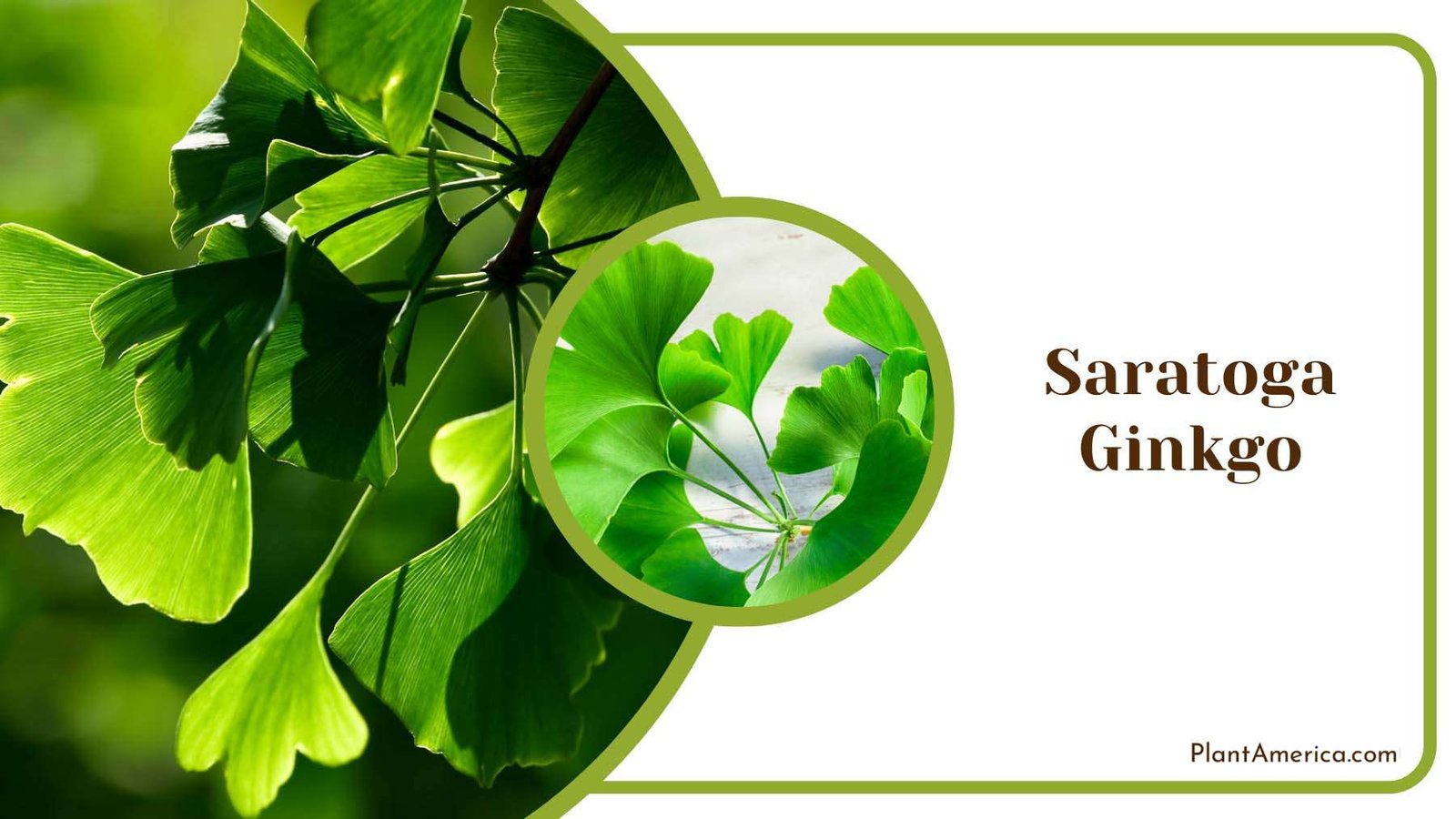 Saratoga Ginkgo Tree Plant America