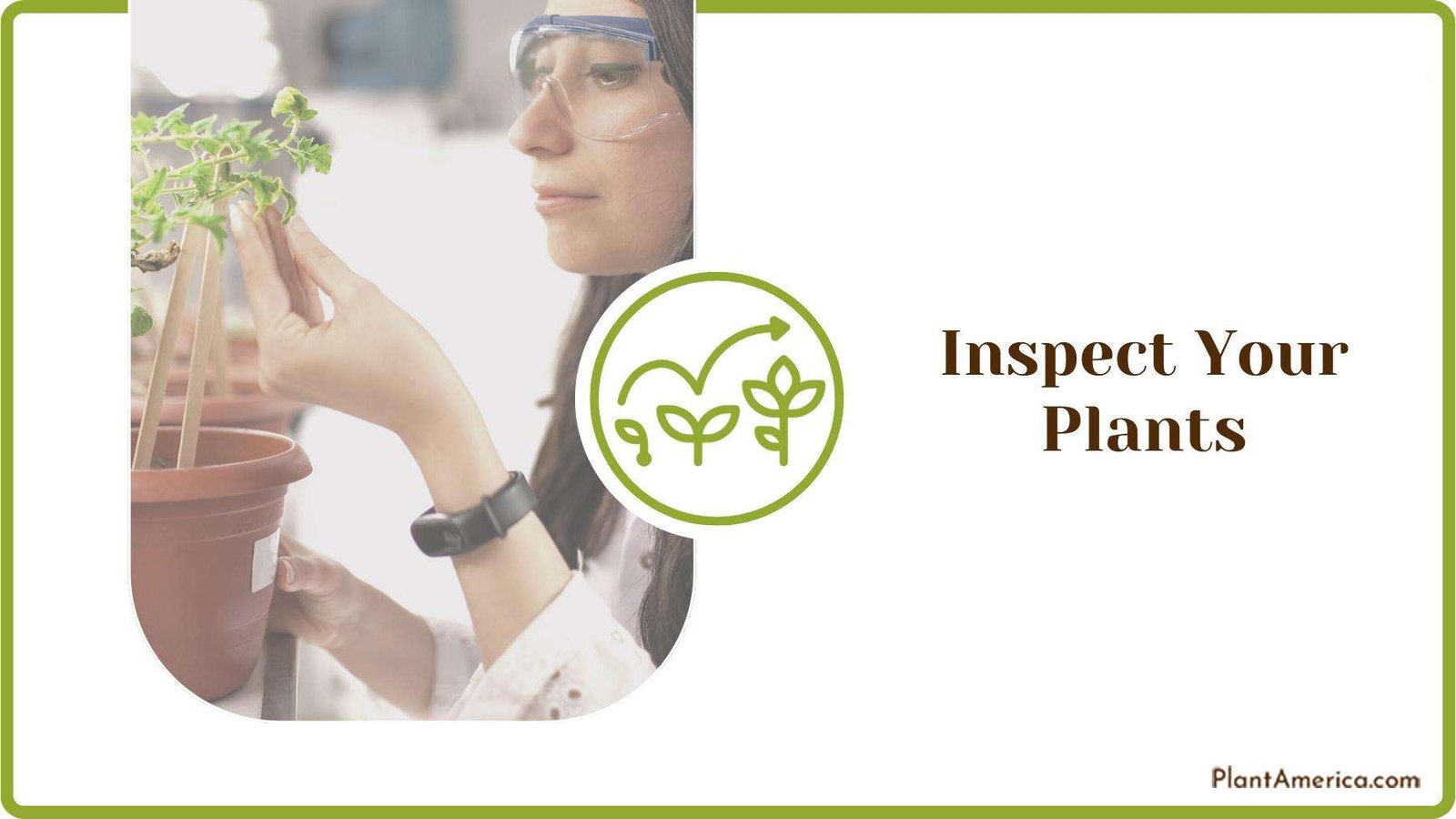 Scientist Inspecting Leaves of Plant Plant America