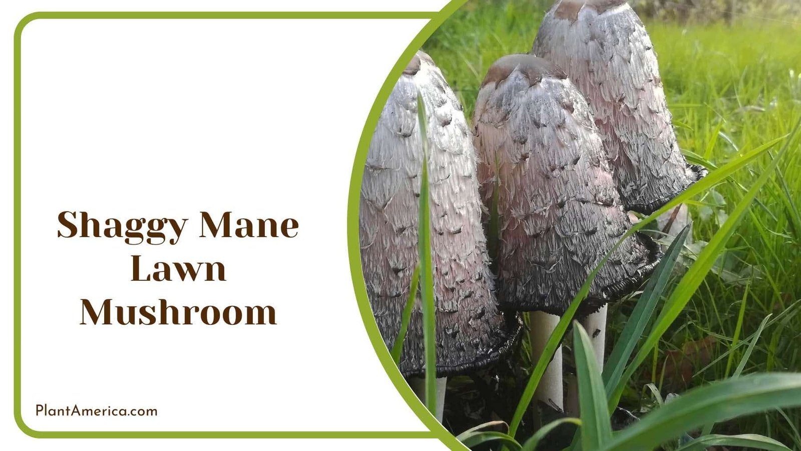 Shaggy Mane Lawn Mushroom Plant America