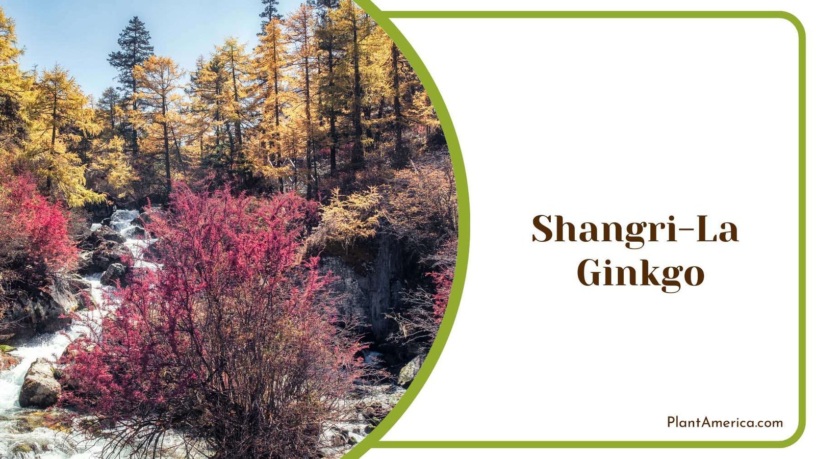 Shangri La Ginkgo Plant America