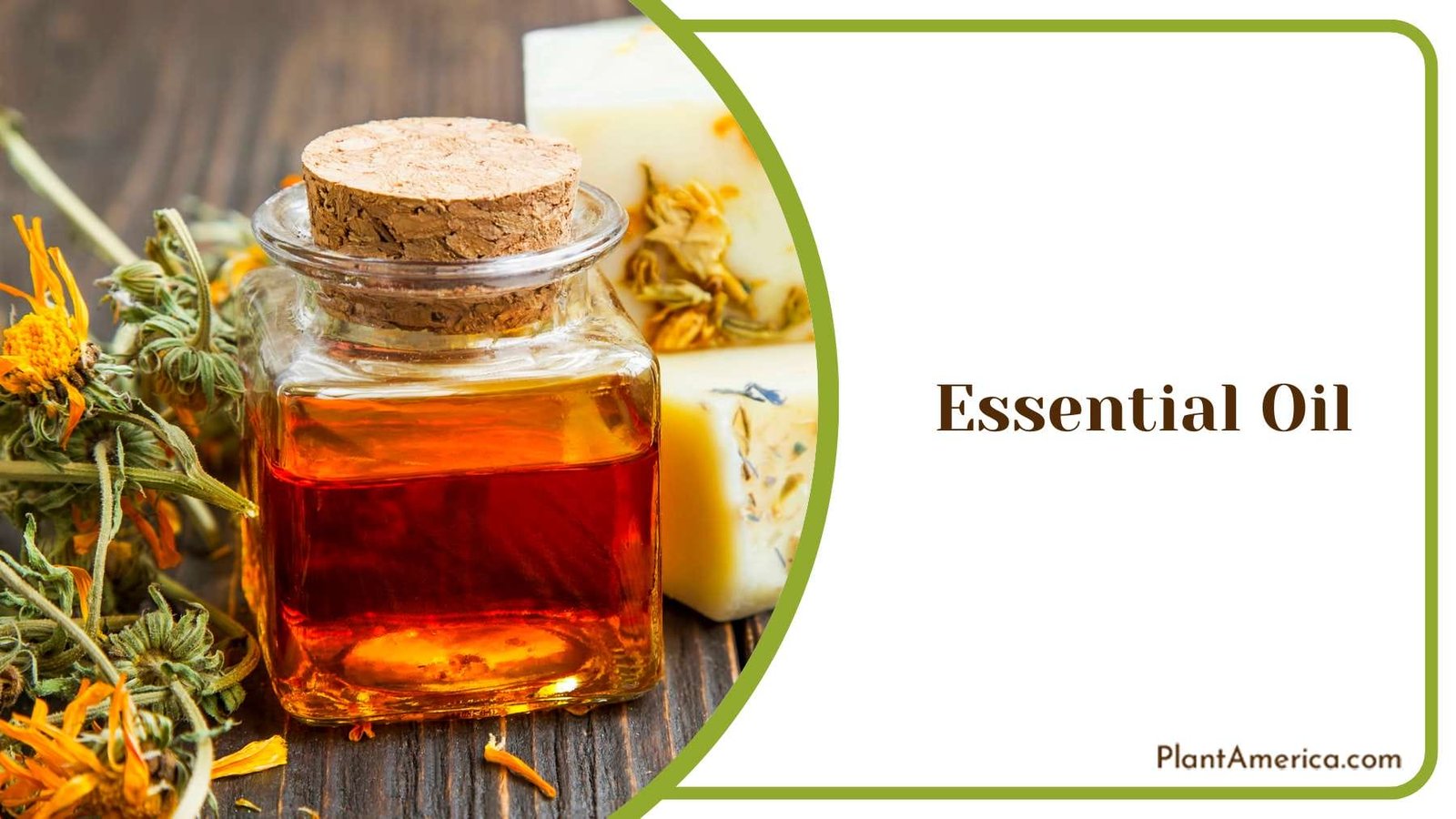 Signet Marigold Oil Plant America