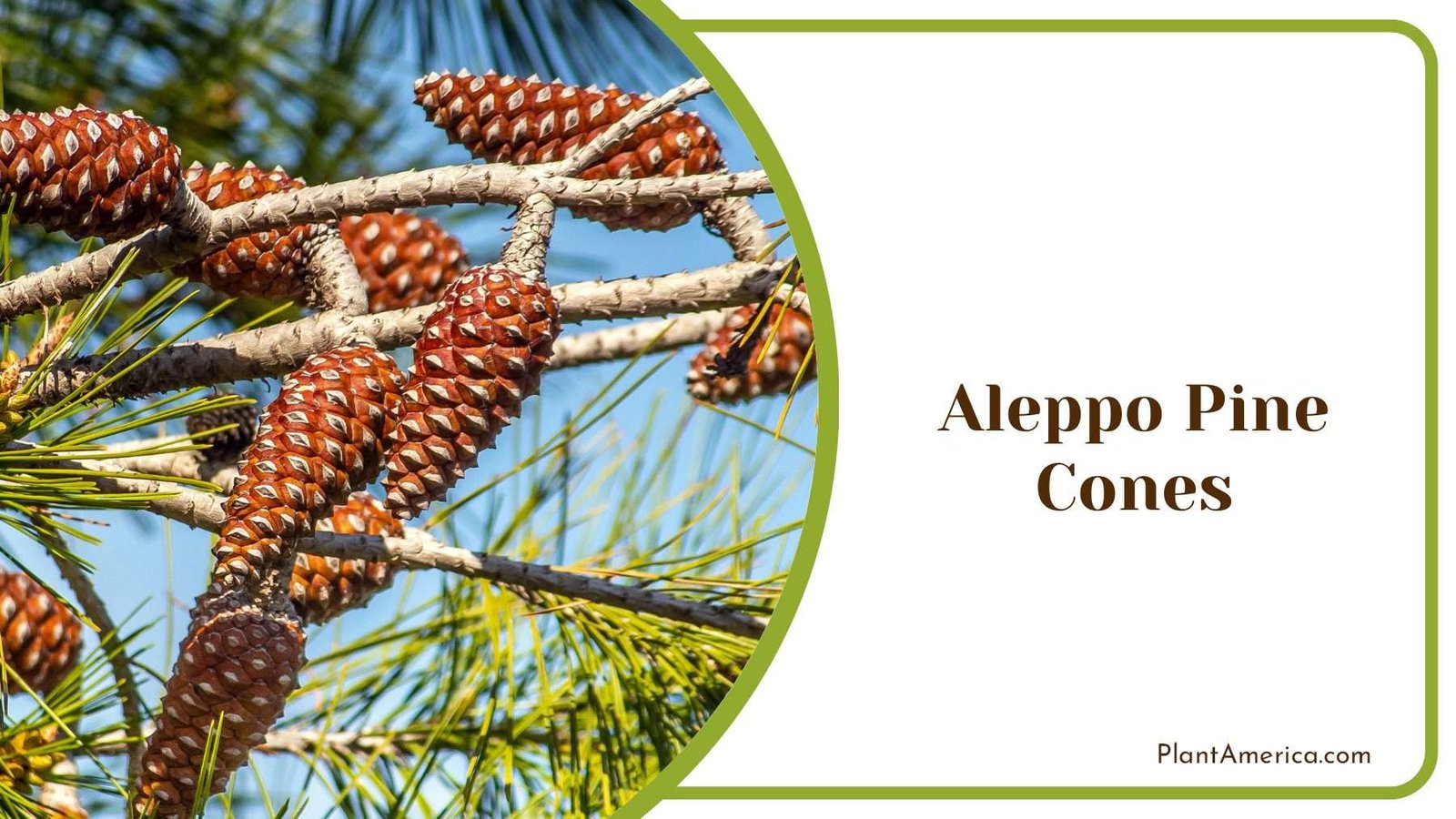 Small Size Aleppo Pine Cones PlantAmerica