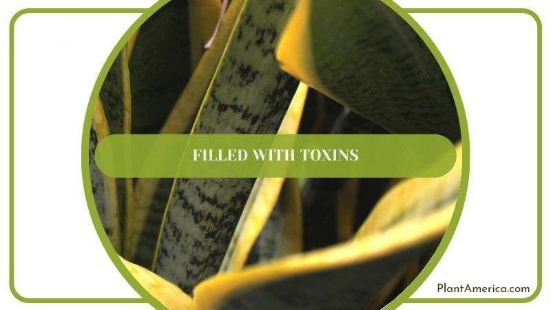Snake Plants Filled With Toxins PlantAmerica