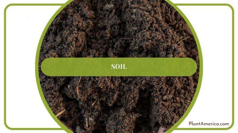 Soil Mix for Cedars PlantAmerica Soil Mix for Cedars PlantAmerica